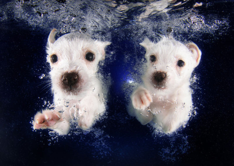 Illustration for article titled There's NOTHING cuter than these puppies swimming underwater